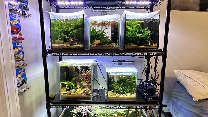 一木一草一世界，你的微觀小森林